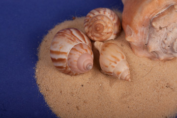 Fototapeta na wymiar sea shells with sand on a purple background