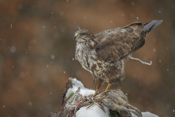 Common buzzard in winter