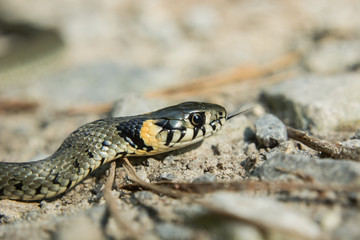 The head of grass snake crawling on the ground