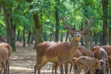 Naklejka na ściany i meble Majestic stag and herd of deerd in the green park on sunny day