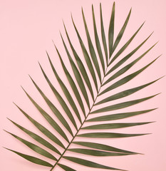 Fototapeta premium Palm tree on pink background.