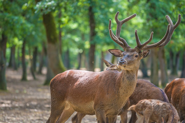 Majestic stag with herd in the green park on sunny day
