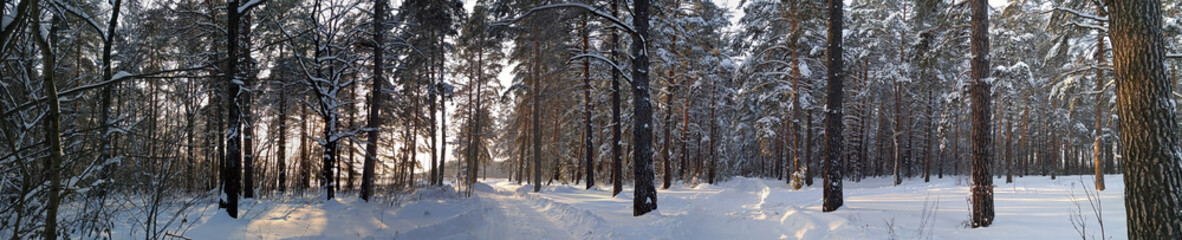 Panorama. Two small country roads in winter forest with sunshine on trees.