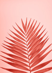 Palm tree leaf.