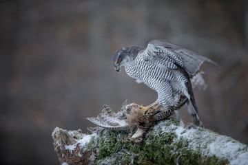 Wild female northern goshawk feeding