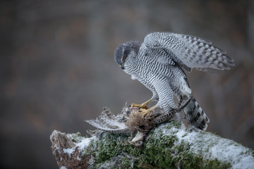 Wild female northern goshawk feeding