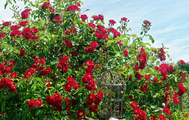 Summer flowers in an English Country Cottage garden.