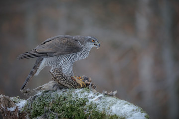 An amazing female northern goshawk