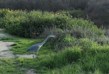 Madrona Marsh Preserve, Torrance, Los Angeles County, California