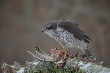 Males goshawk in winter