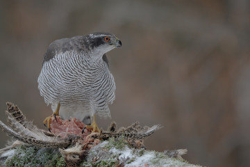 Wild goshawk with lunch