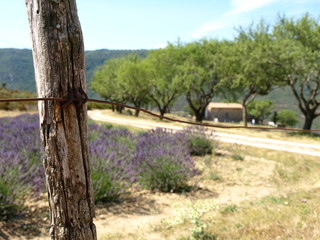 Fototapeta na wymiar Beautiful lavender field in summer 