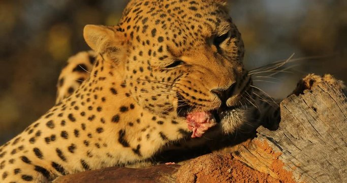 Leopard on the tree with catch, animal behaviour. Big cat feeding young zebra, Etosha National Park in the Africa. Wildlife scene from nature. African leopard kill zebra. Safari in Namibia.