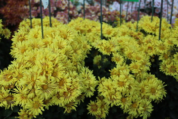KRIMEA Nikitsky Botanicai garden is the parade of chrysanthemums