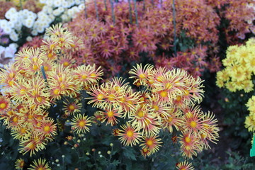 Naklejka na ściany i meble KRIMEA Nikitsky Botanicai garden is the parade of chrysanthemums