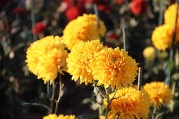 KRIMEA Nikitsky Botanicai garden is the parade of chrysanthemums