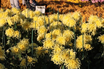 KRIMEA Nikitsky Botanicai garden is the parade of chrysanthemums
