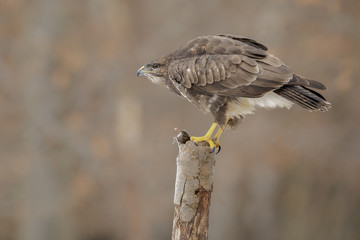 Common buzzard, buteo buteo, with prey