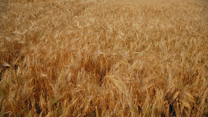 Close up above vast yellow wheat field.
