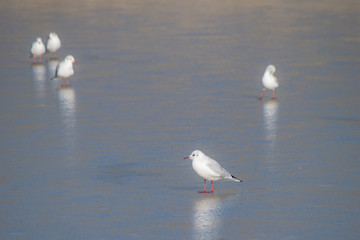 Black headed seagulls (chroicocephalus ridibundus) in winter plumage standing on a frozen lake in winter