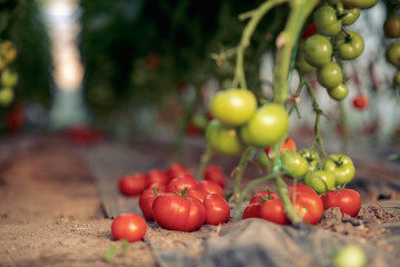 Organic tomato