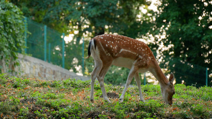 Young fawn eating grass in Pöstlingberg, linz, Austria.