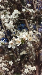Mirabelle Flowers