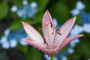 pink asiatic lily with blue hydrangea