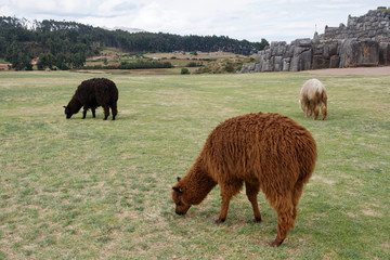 Stado lam w Sacsayhuaman, Cuzco © Miroslaw