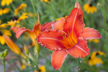 orange lily and rudbeckia