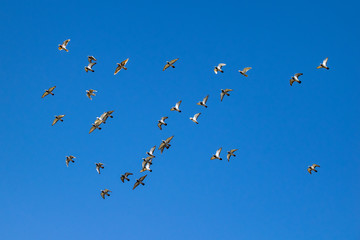 Flock of wild pigeons in flight