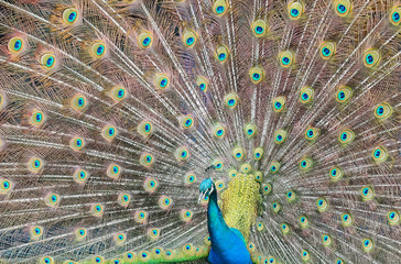Obraz premium Portrait of a Peacock with Open Feathers