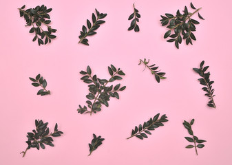 Plants on pink background.