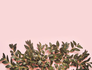 Plants on pink background.