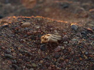 Sand close up during the sunset at the beach