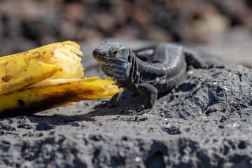 La Palma Lizard (Gallotia galloti palmae) eating a discarded banana