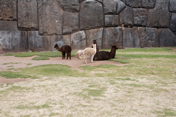 Stado lam w Sacsayhuaman, Cuzco © Miroslaw