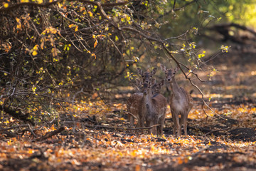 A family of four deer stands on an autumn forest road under a tree branch. They were grouped and look in the frame.