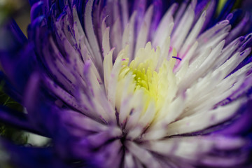 Obraz premium Colour Treated Chrysanthemum