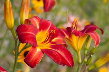 red daylily  group
