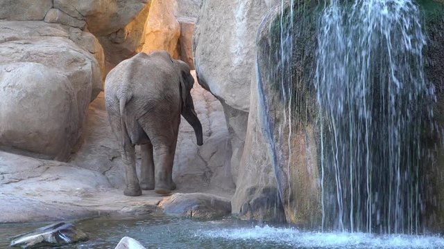 African savannah elephant. Species: Loxodonta africana, family: elephantidae, order: proboscidea, class: Mammalia.