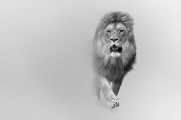 Zelfklevend Fotobehang african lion the great king of the animal kingdom african wildlife © Effect of Darkness