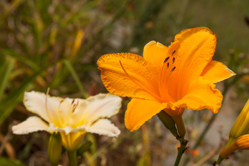 orange yellow daylily
