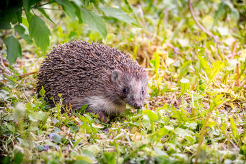 Dwraf hedgehog on field, Young hedgehog on timber with eye contact, Sunset and soft light, Bokeo background.
