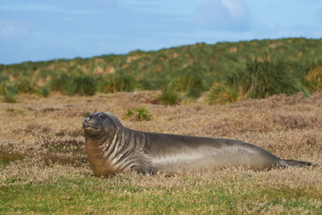 Young Southern Elephant Seal (Mirounga leonina) in the tussock grass above the coast on Sealion Island in the Falkland Islands.