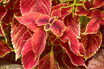 Summer flowers in an English Country Cottage garden.