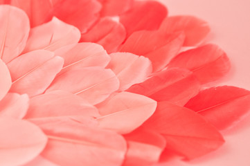 Real feathers trend color living coral closeup. Color of the year 2019