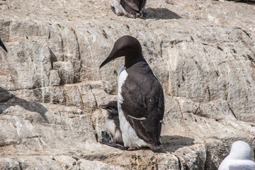 sea bird with chick