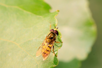 Syrphidae insects on plant