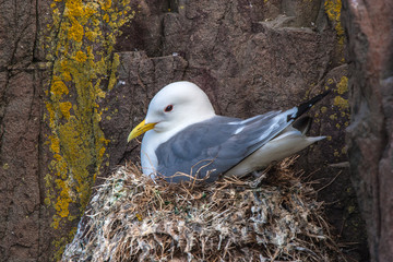 Kittiwake (Rissa trdactyla)